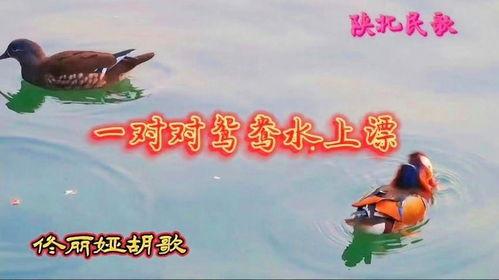 一对对鸳鸯水上漂,浪漫鸳鸯水上漂